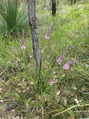Comesperma virgatum