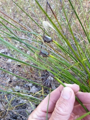 Mesomelaena tetragona