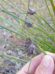 Mesomelaena tetragona