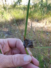 Mesomelaena tetragona