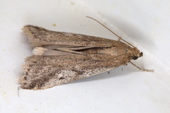 Euzophera cinerosella