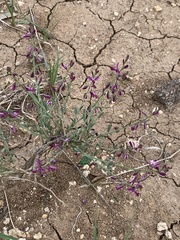 Polygala sekhukhuniensis