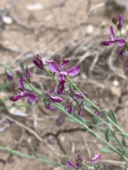 Polygala sekhukhuniensis
