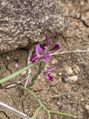 Polygala sekhukhuniensis
