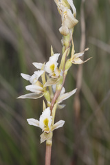 Prasophyllum tunbridgense