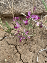 Polygala sekhukhuniensis