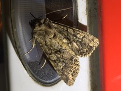 Mamestra brassicae