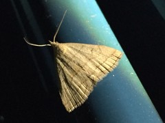 Herminia arenosa