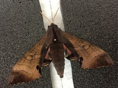 Marumba gaschkewitschii
