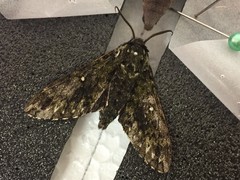 Dolbina tancrei