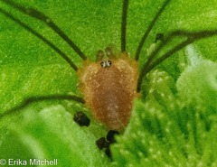 Leiobunum politum