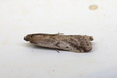 Euzophera cinerosella