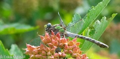 Ophiogomphus