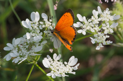 Lycaena ottomanus
