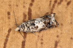 Epinotia subocellana