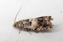 Epinotia subocellana