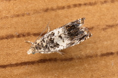 Epinotia subocellana