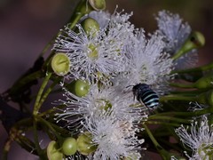 Corymbia polysciada