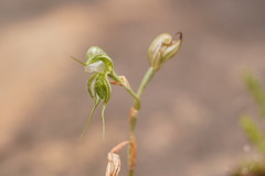 Pterostylis planulata
