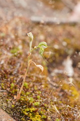 Pterostylis planulata