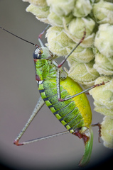 Poecilimon thoracicus