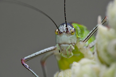 Poecilimon thoracicus