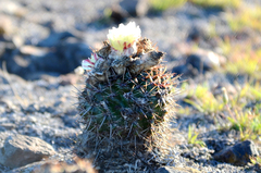 Parodia mammulosa
