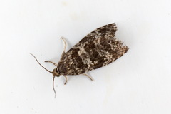 Pseudohermenias abietana