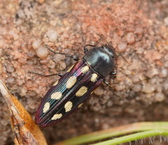 Castiarina parallela