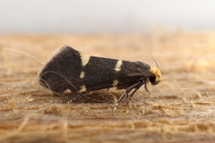 Lampronia flavimitrella