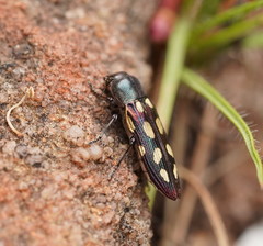 Castiarina parallela