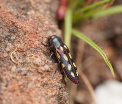 Castiarina parallela