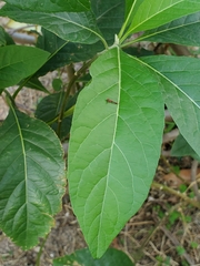 Gymnanthemum amygdalinum