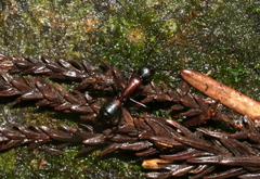 Camponotus obscuripes