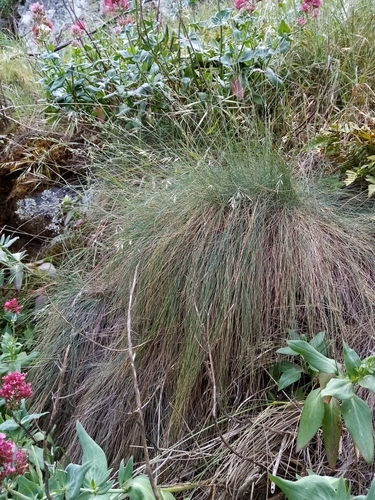 Image of Banks Peninsula Blue Tussock (Festuca actae) by (c) Joe Potter Butler, some rights reserved (CC BY)