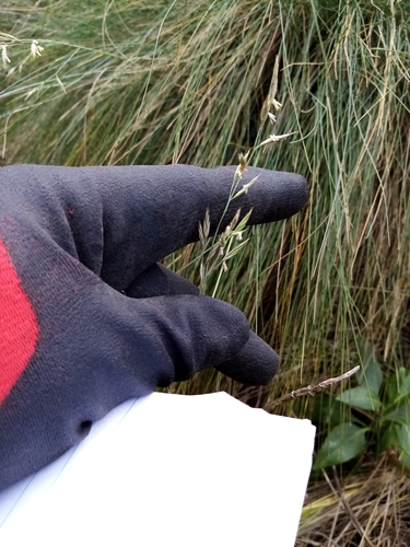 Image of Festuca actae by (c) Joe Potter Butler, some rights reserved (CC BY)