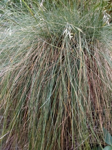 Image of Festuca actae by (c) Joe Potter Butler, some rights reserved (CC BY)