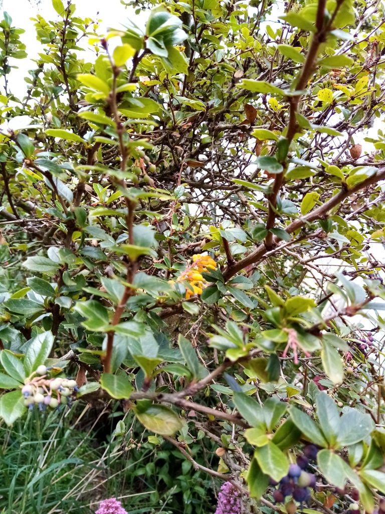 Berberis darwinii, Lyttelton, New Zealand