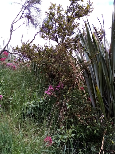 Berberis darwinii