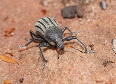 Psapharus ruficornis