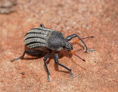 Psapharus ruficornis