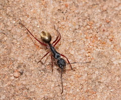 Camponotus suffusus bendigensis