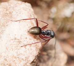 Camponotus suffusus bendigensis