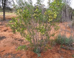 Dodonaea viscosa angustissima