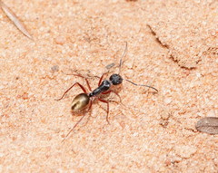 Camponotus suffusus bendigensis