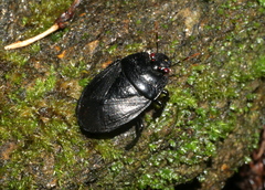 Adrisa magna