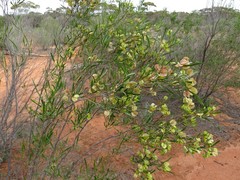 Dodonaea viscosa angustissima