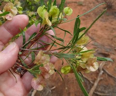 Dodonaea viscosa angustissima