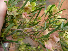 Dodonaea viscosa angustissima