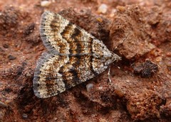 Paramelora lychnota